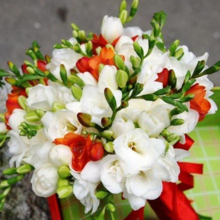 Луковицы цветов, Фрезия,Chipollino Flowers, Red and White Mix, 779, 10 шт.