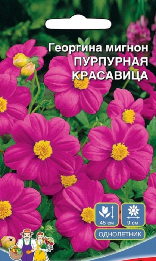 фото Семена георгин русский огород пурпурная красавица 26972 1 уп.