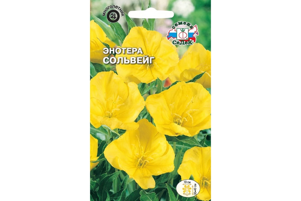 

Саженцы энотера СеДек Сольвейг 15823 1 шт.