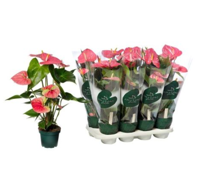

Антуриум Anthurium Andreanum colorado h50 см d14 см