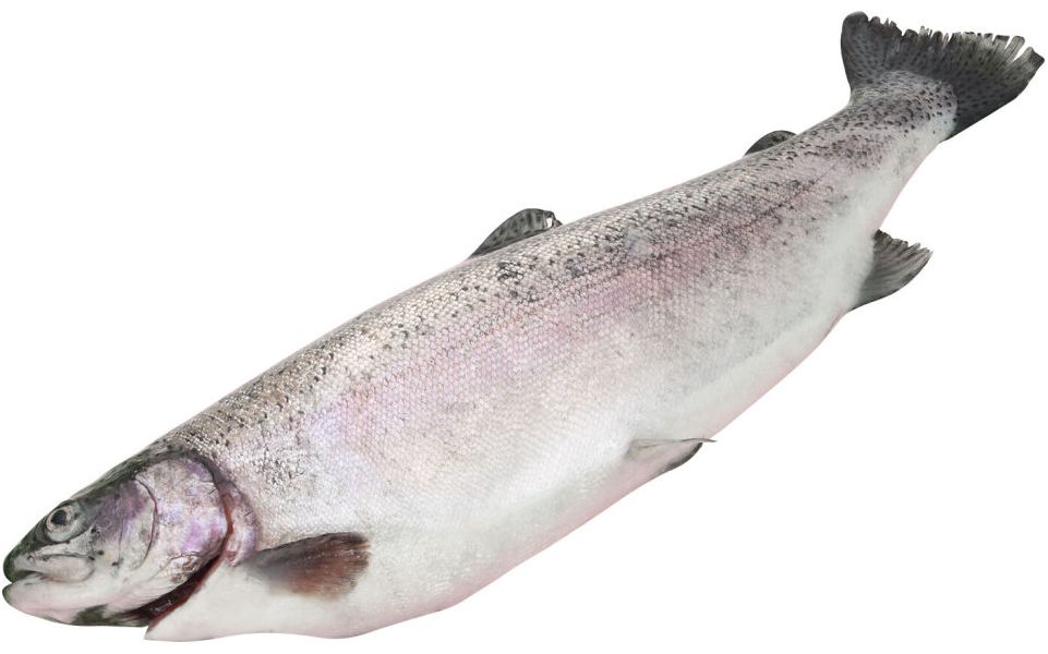 

Семга замороженная непотрошенная +-4 кг