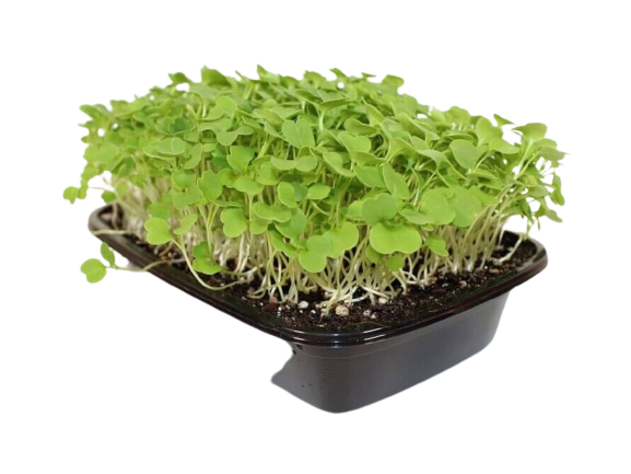 Руккола семена для проращивания микрозелени и беби зелени, 100г
