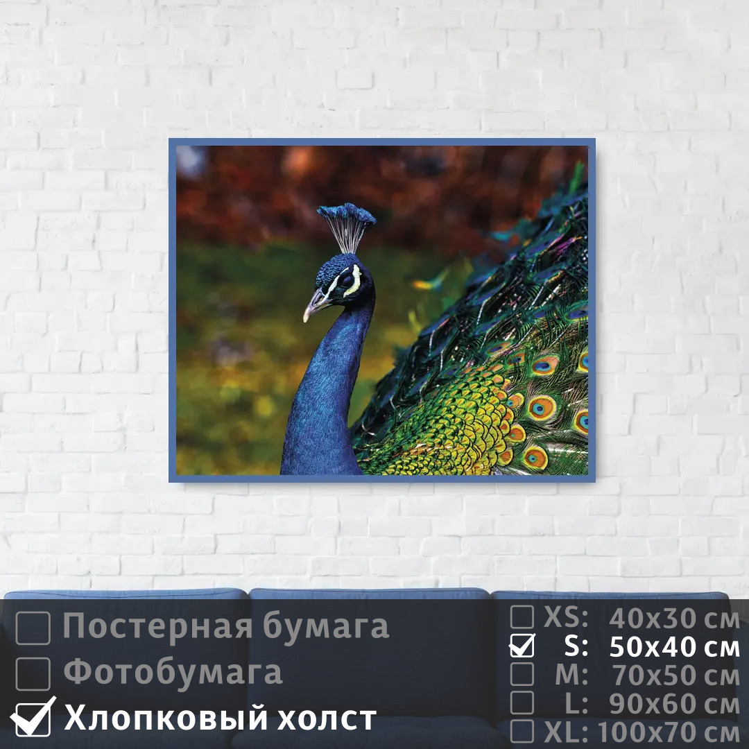 

Постер на холсте ПолиЦентр Голубой павлин с красочным оперением 50х40 см, ГолубойПавлинСКрасочнымОперением