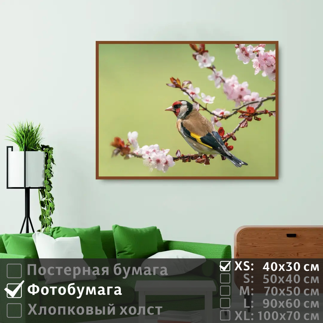 

Постер на фотобумаге ПолиЦентр Птица зяблик сидит на цветущей ветке 40х30 см, ПтицаЗябликСидитНаЦветущейВетке