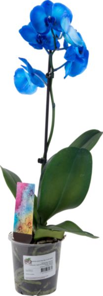 Орхидея фаленопсис Best guality Роял блу 65 см