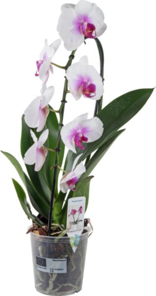 Орхидея Фаленопсис Каскад h60 см O12 см