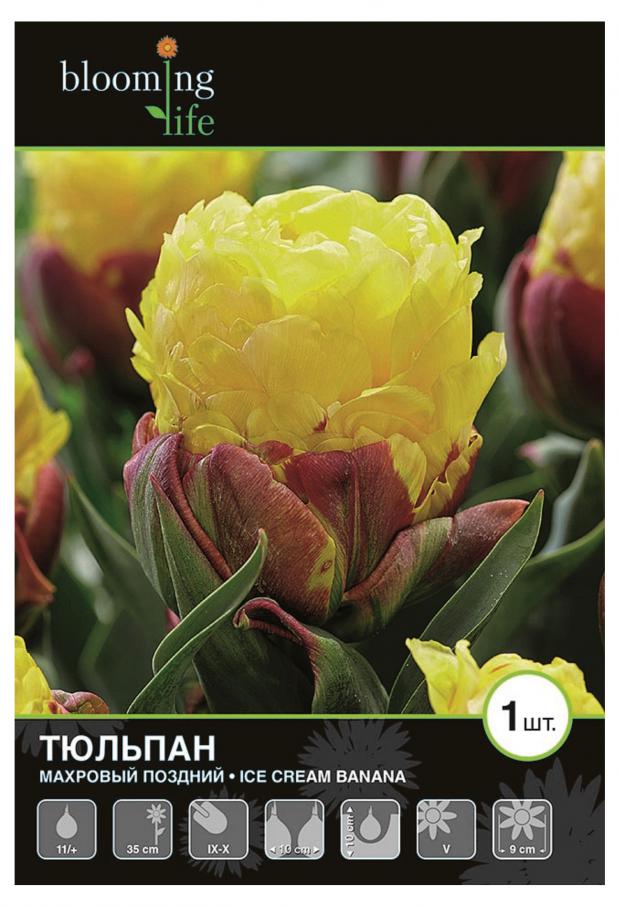 

Луковицы тюльпан Айс Крим Банана 7 Цветов 1 шт.