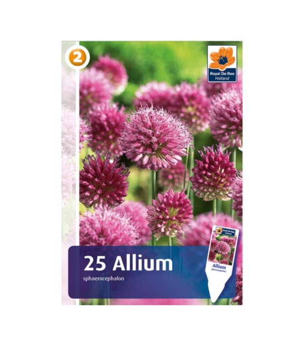 

Луковицы аллиум Аллиум круглоголовый 7 Цветов 25 шт.