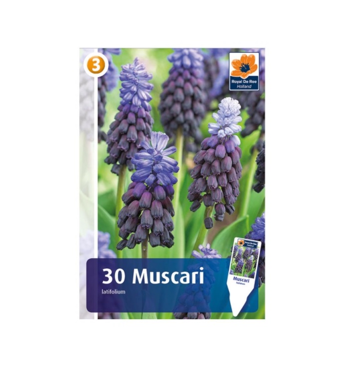 

Луковицы мускари Мускари широколистный 7 Цветов 30 шт.