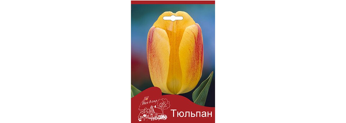 

Тюльпан Бьюти Оф Апельдорн дарвинов гибрид 7 Цветов