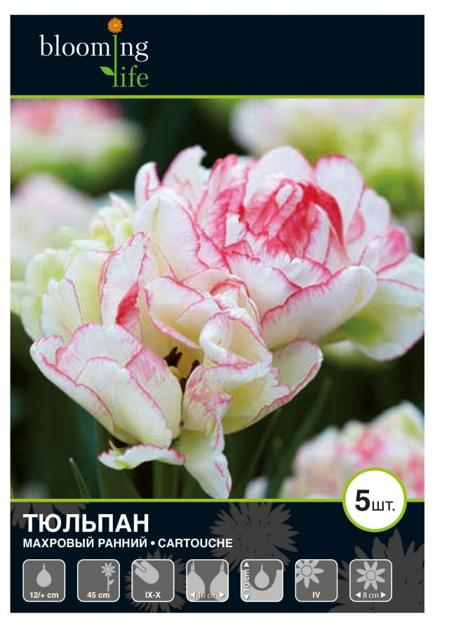 

Тюльпан Картуш махровый ранний 7 Цветов