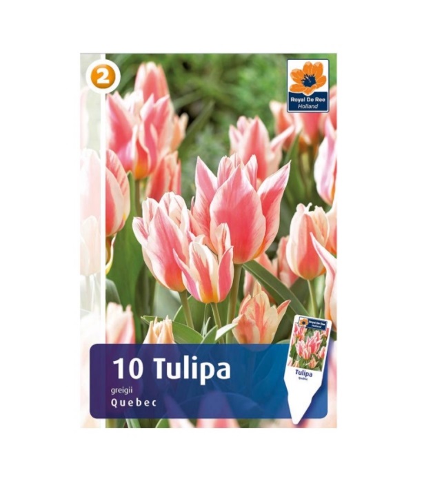 

Луковицы тюльпан Квебек гибрид грейга 7 Цветов 10 шт.