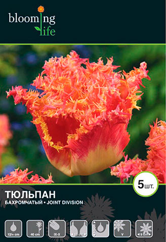 

Тюльпан Joint Division Blooming life