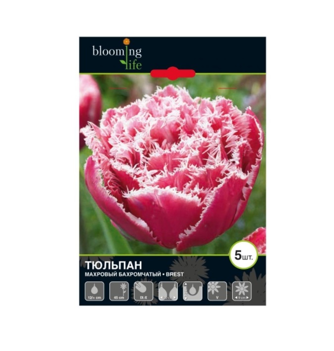

Луковицы тюльпан Брест Blooming life 5 шт.