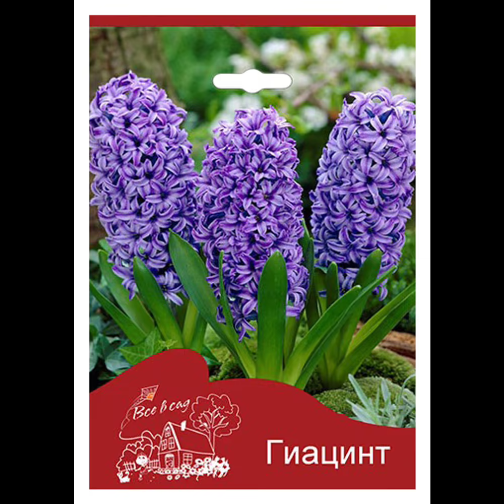 

Гиацинт Остара фиолетовый Все в сад