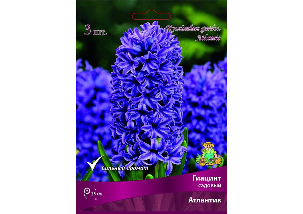 

Луковицы гиацинт Атлантик Поиск 3 шт.
