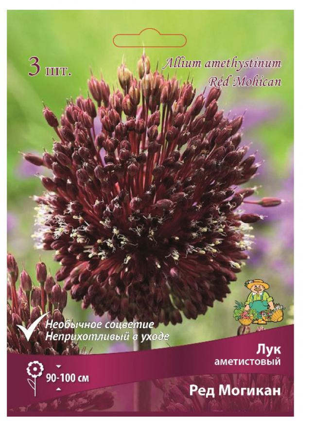 Лук Ред могикан аметистовый Поиск
