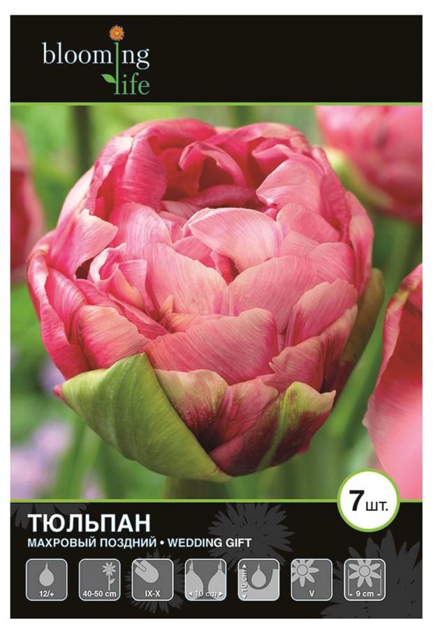 

Луковицы тюльпан Веддинг Гифт Blooming life 7 шт.