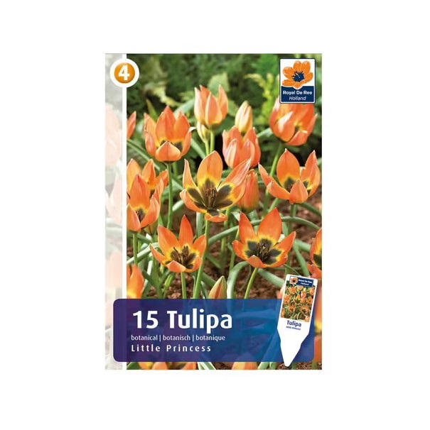 

Луковицы тюльпан Little Princess De Ree Holland 4 шт.