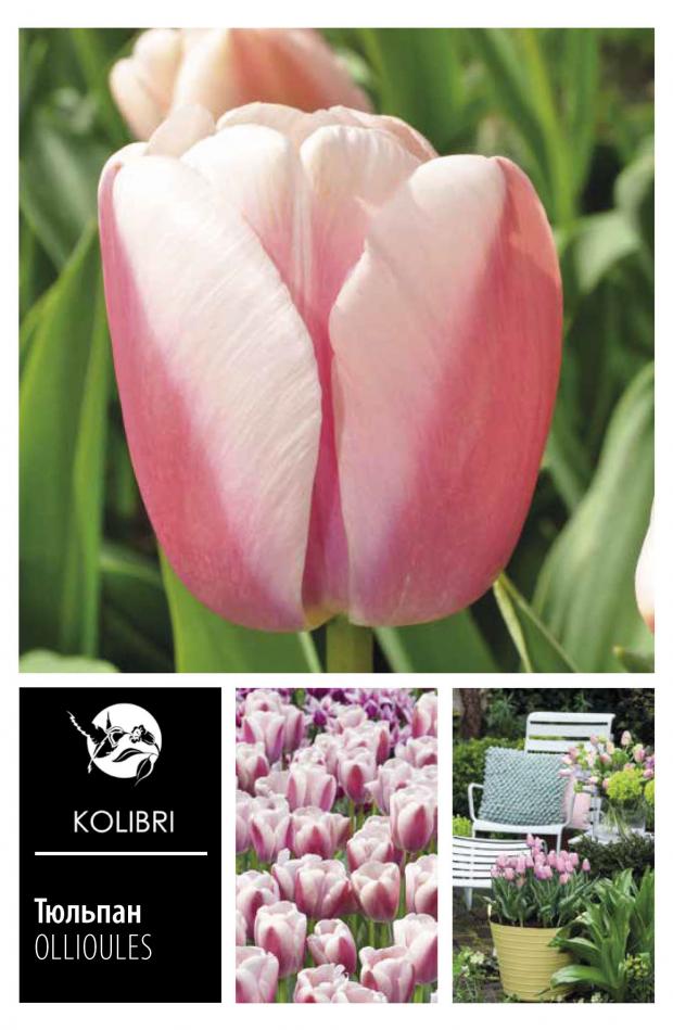 

Луковицы тюльпан Ollioules Kolibri 2 шт.