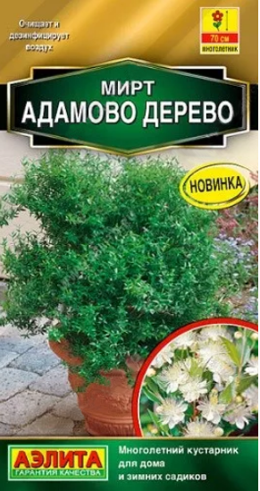 

Семена. Мирт "Адамово дерево", многолетник (5 штук)