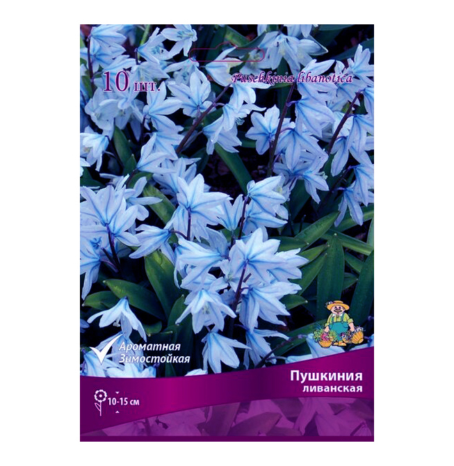 

Семена. "Пушкиния. Ливанская", 10 штук