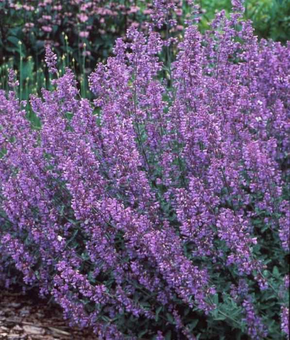 

Семена котовник Аэлита Кошечка 00-00573449 1 уп.