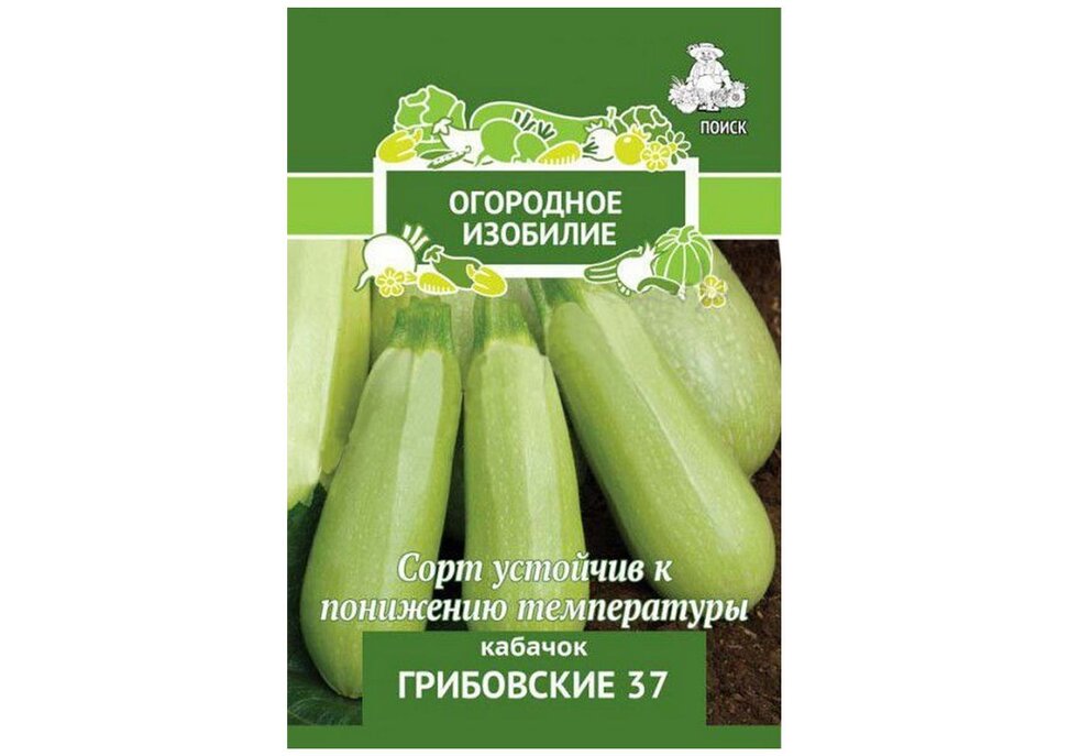 Кабачок грибовский 37 фото. Семена кабачок Грибовские 37. Грибовские 37 кабачки описание. Кабачок кустовой Грибовский. Кабачок Грибовский описание сорта.