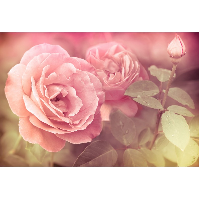 фото Обои milan (нежность 2), m 7167 300х200 см