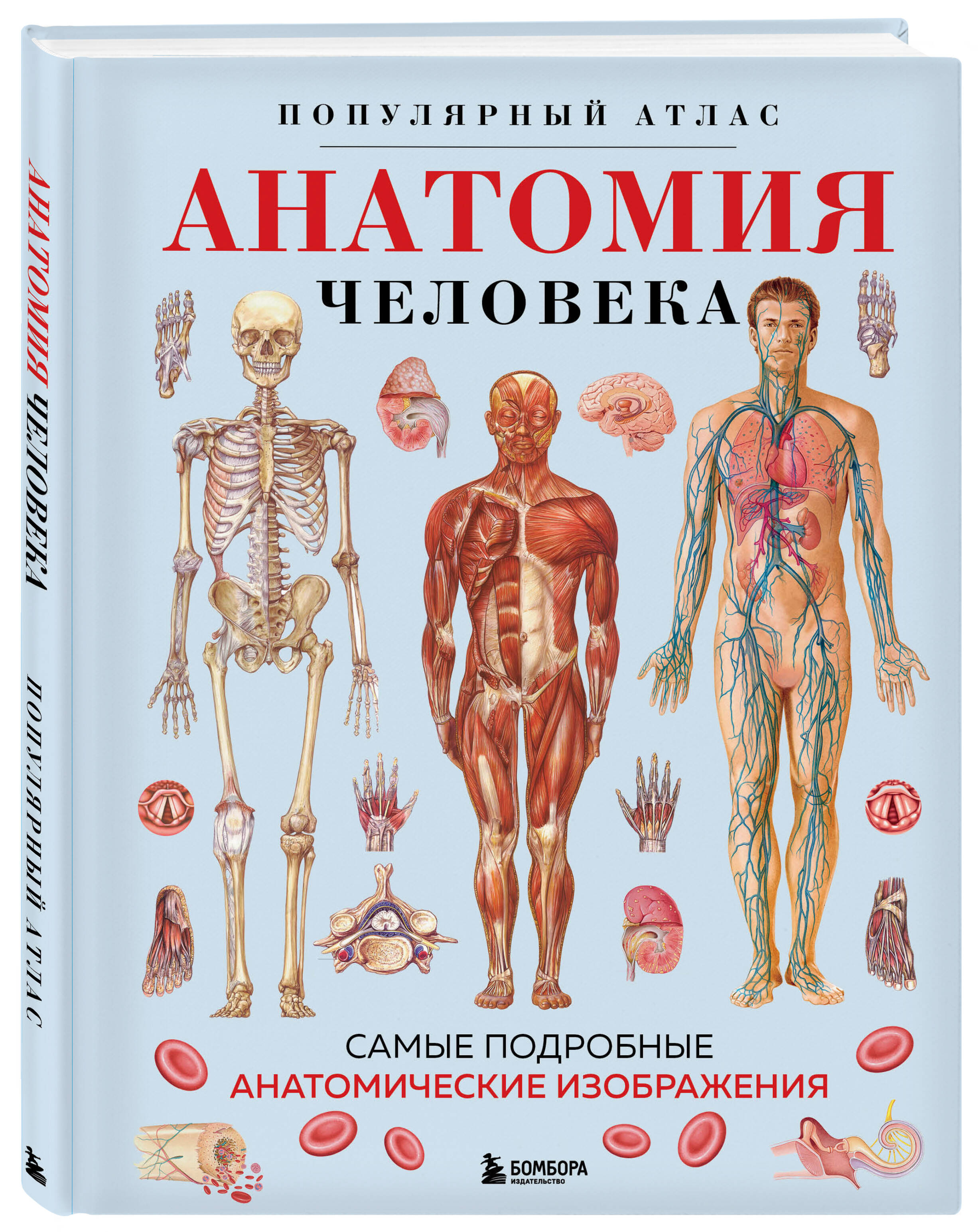 

Анатомия человека Популярный атлас Самые подробные анатомические изображения