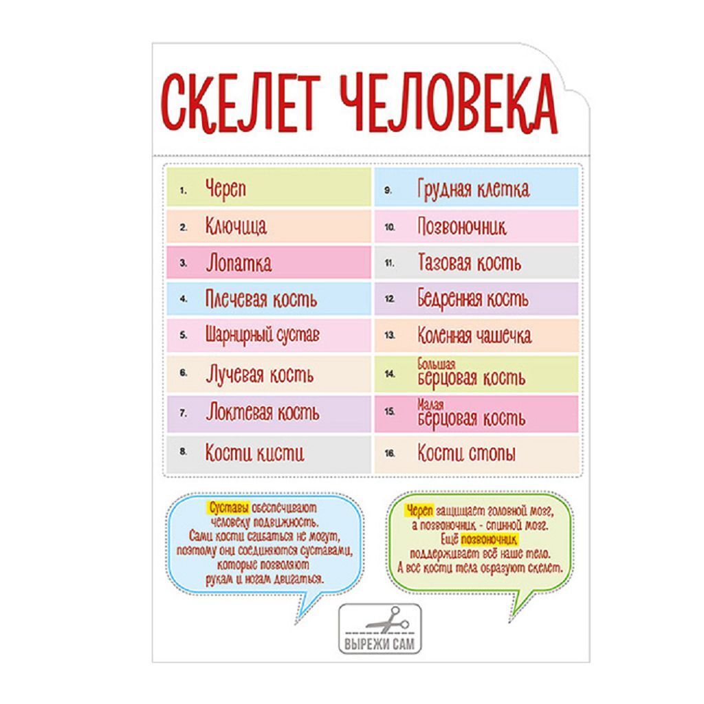 

Набор оформительский Скелет человека, в пакете 81x35x0.3см (59,384,00)