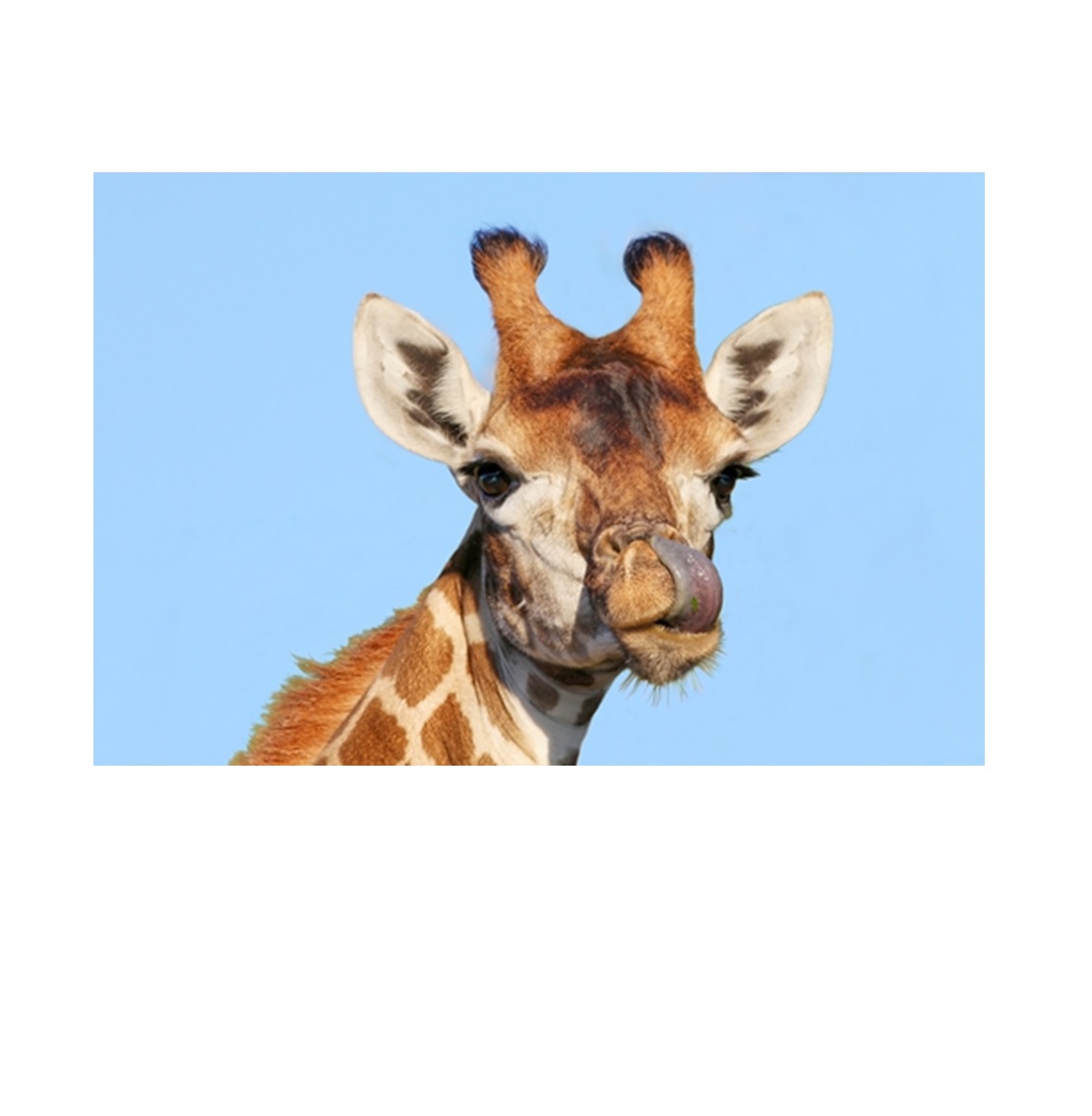 фото Алмазная мозаика картина стразами жираф, 15х20 см 50902 117001 nobrand