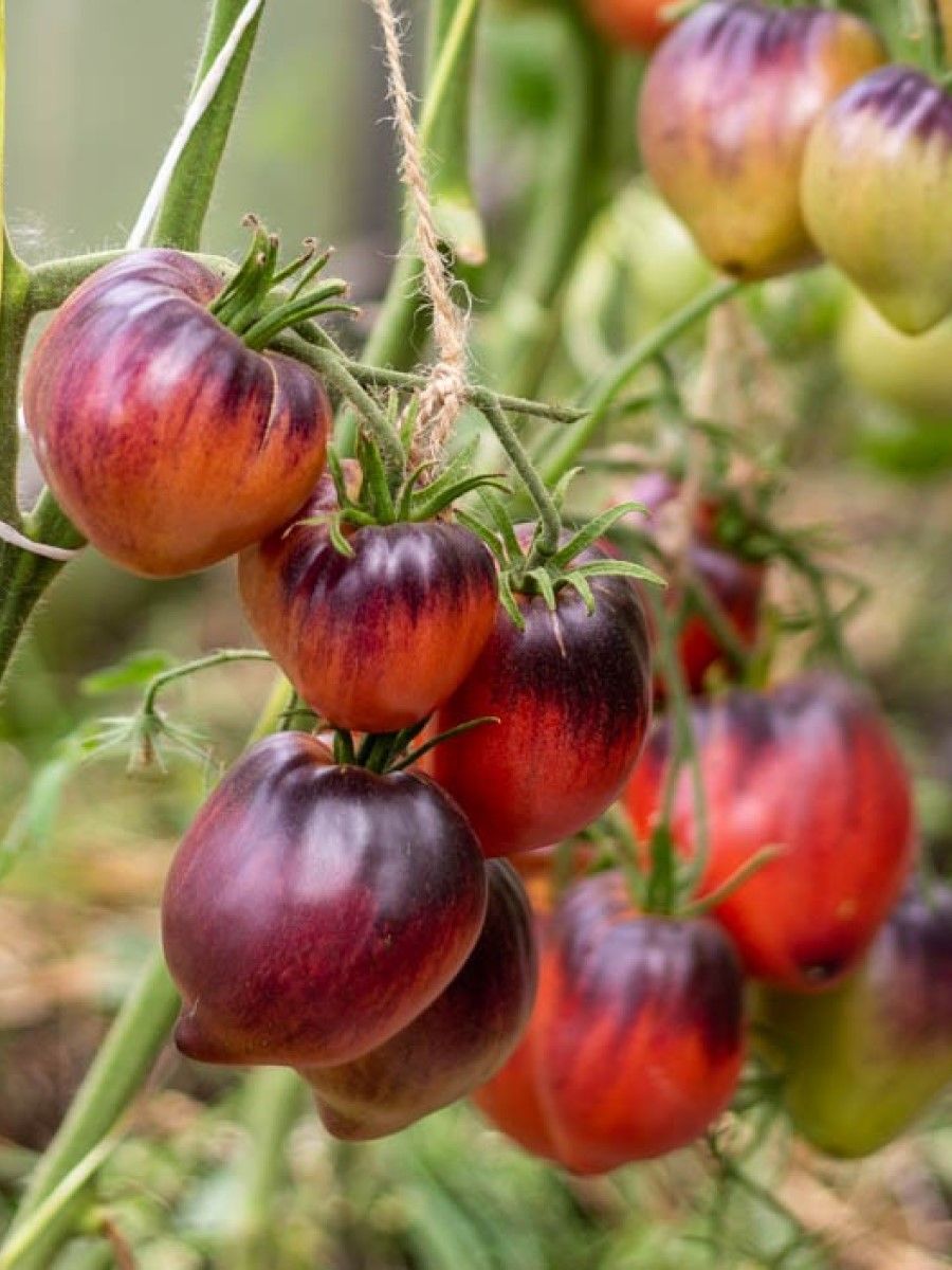 Семена томат Сержант пеппер Бамбук Shop 1 уп.