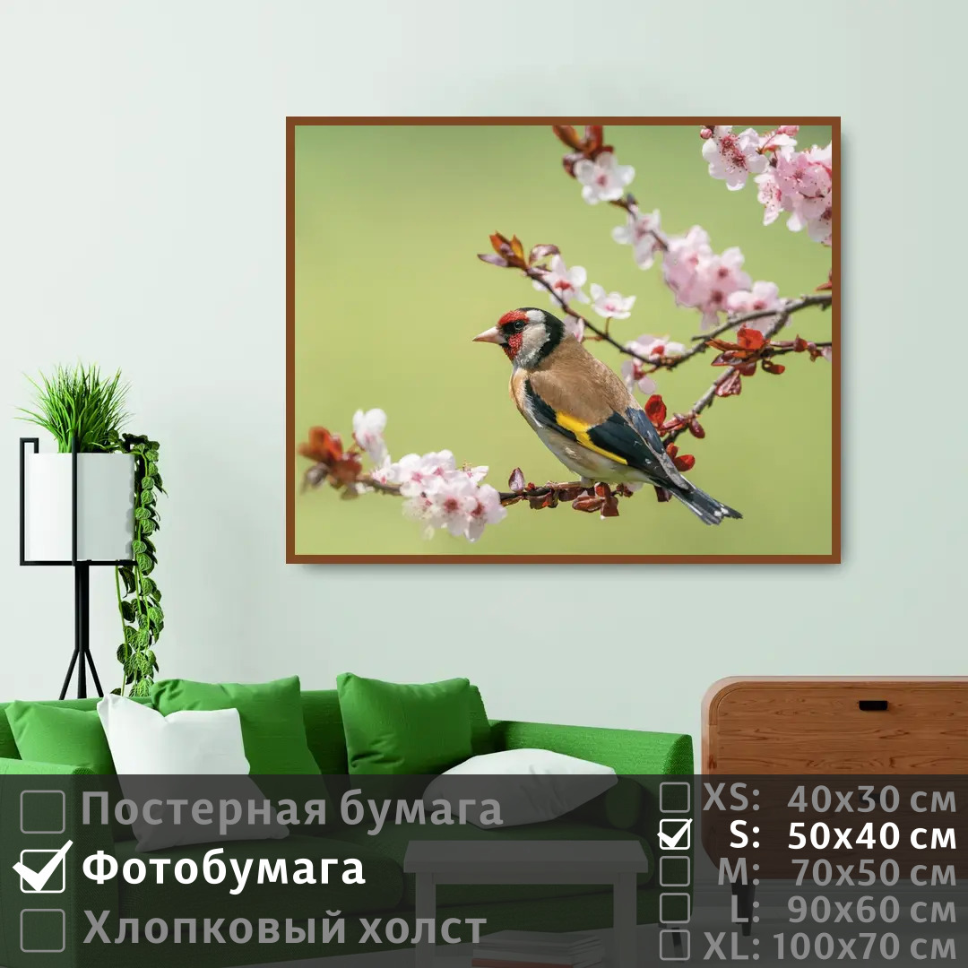 

Постер на фотобумаге ПолиЦентр Птица зяблик сидит на цветущей ветке 50х40 см, ПтицаЗябликСидитНаЦветущейВетке