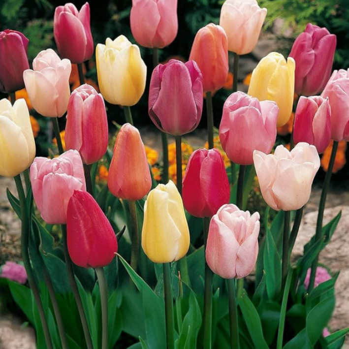 

Луковицы тюльпан Пастель Mix Chipollino-flowers 1324 10 шт.