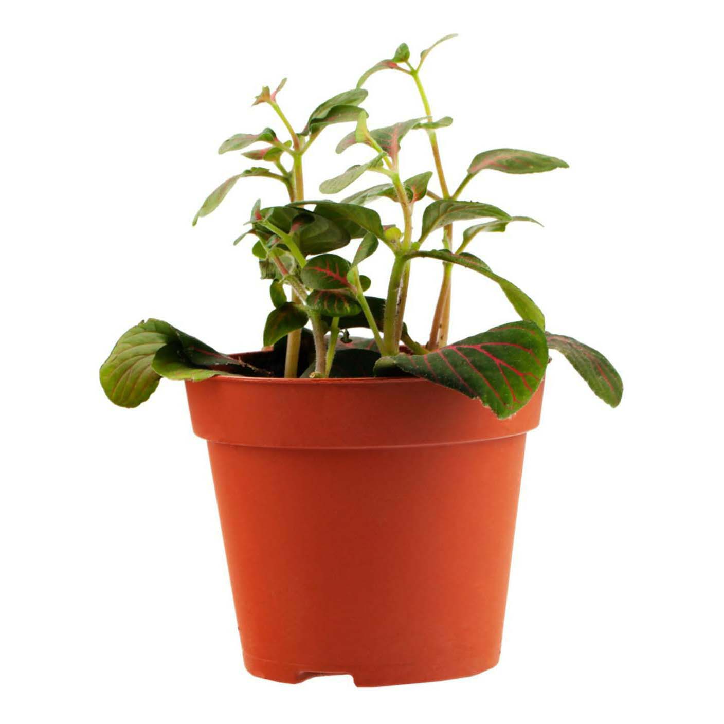 

Растение комнатное Fittonia Фиттония микс 8 см