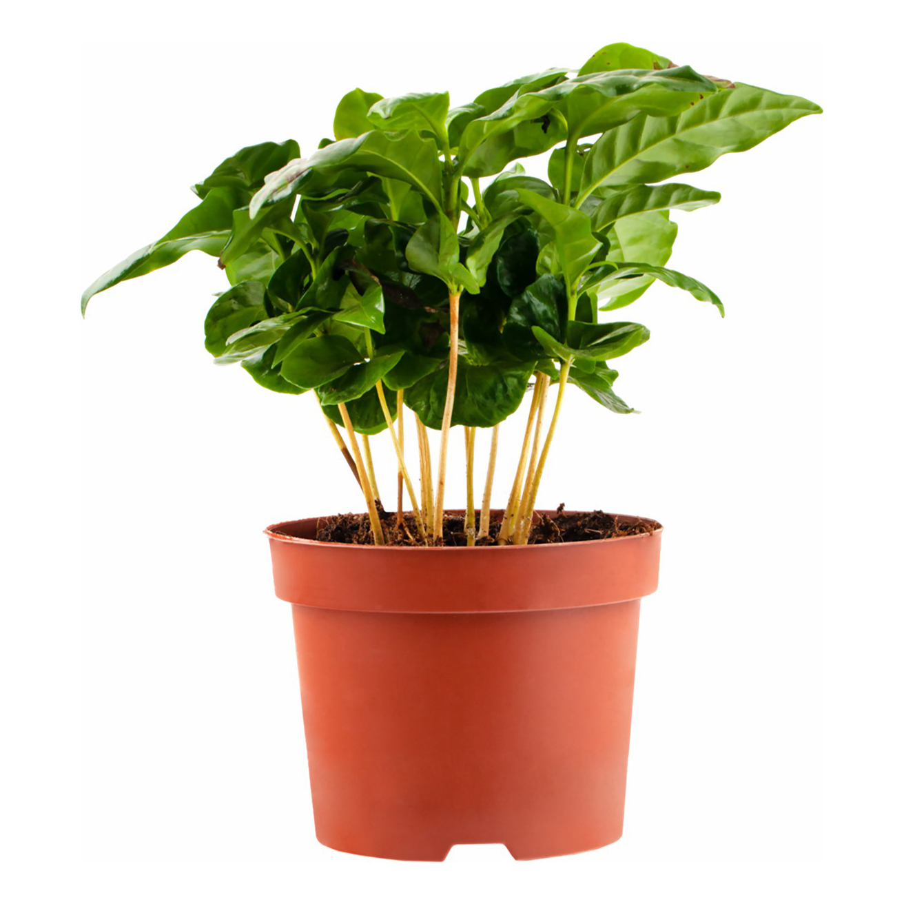

Растение комнатное Spathiphyllum Спатифиллум h 30 см d 9 см