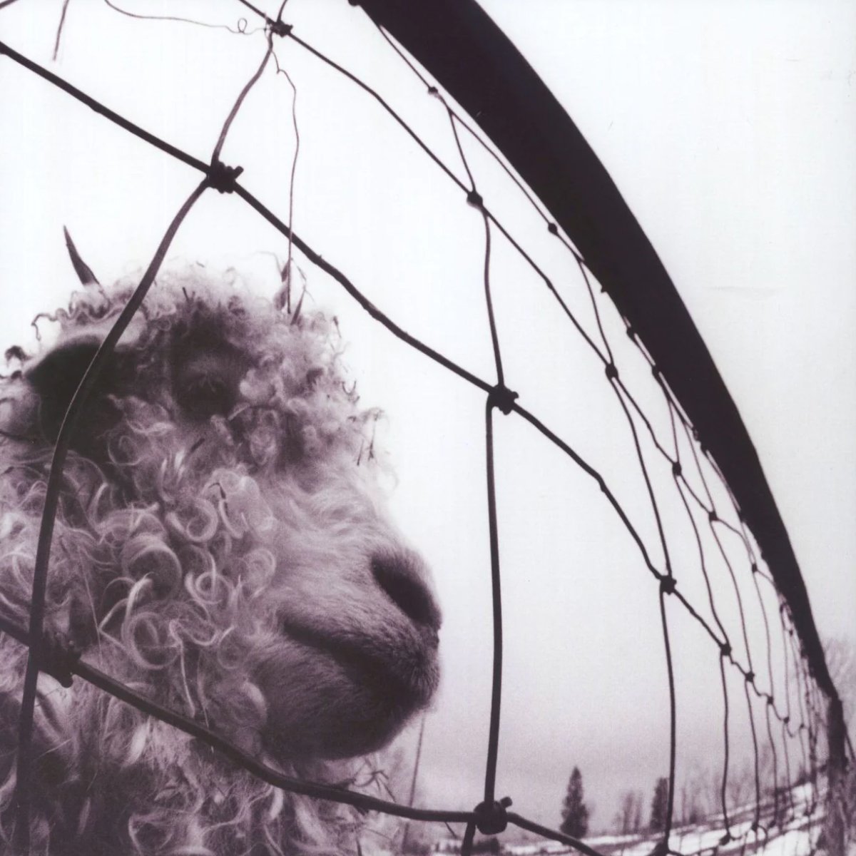 

Pearl Jam Vs (LP)
