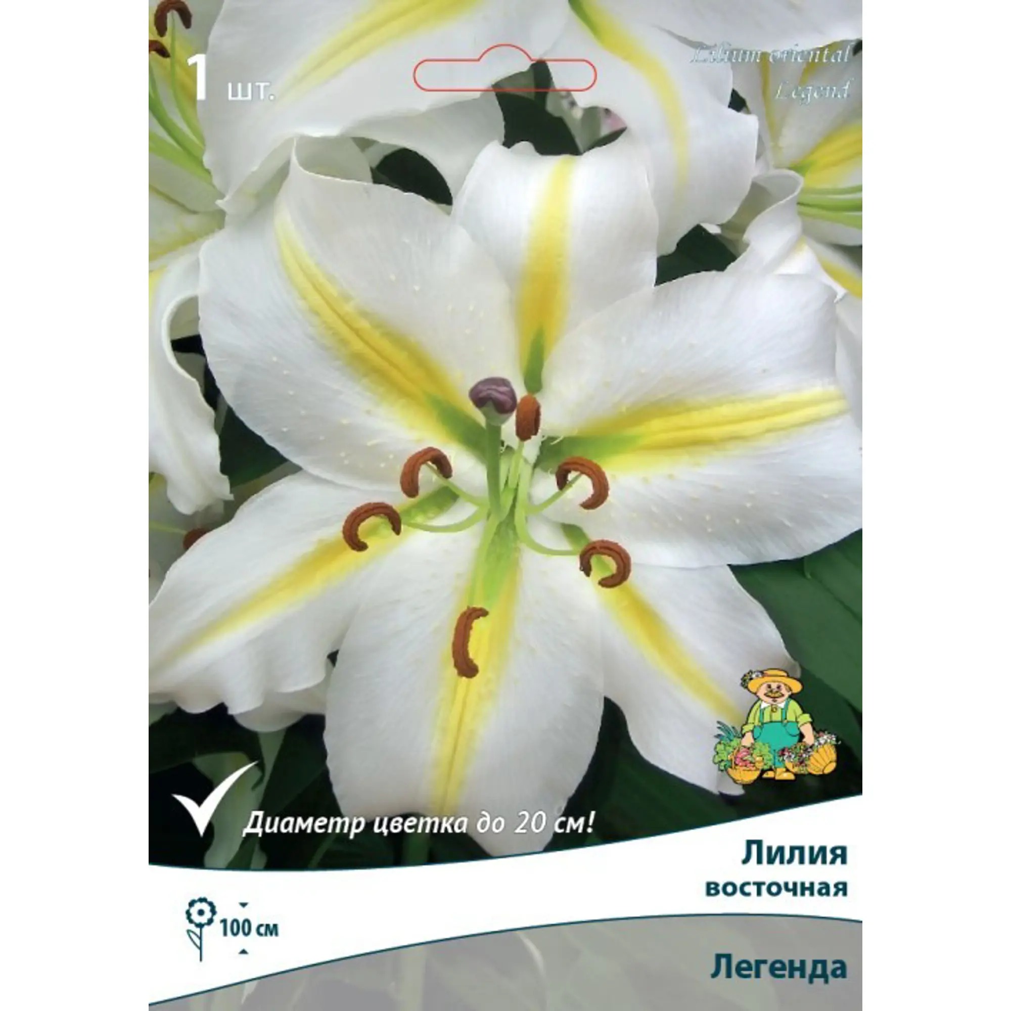 

Луковицы лилия Легенда восточная Поиск 1 шт.