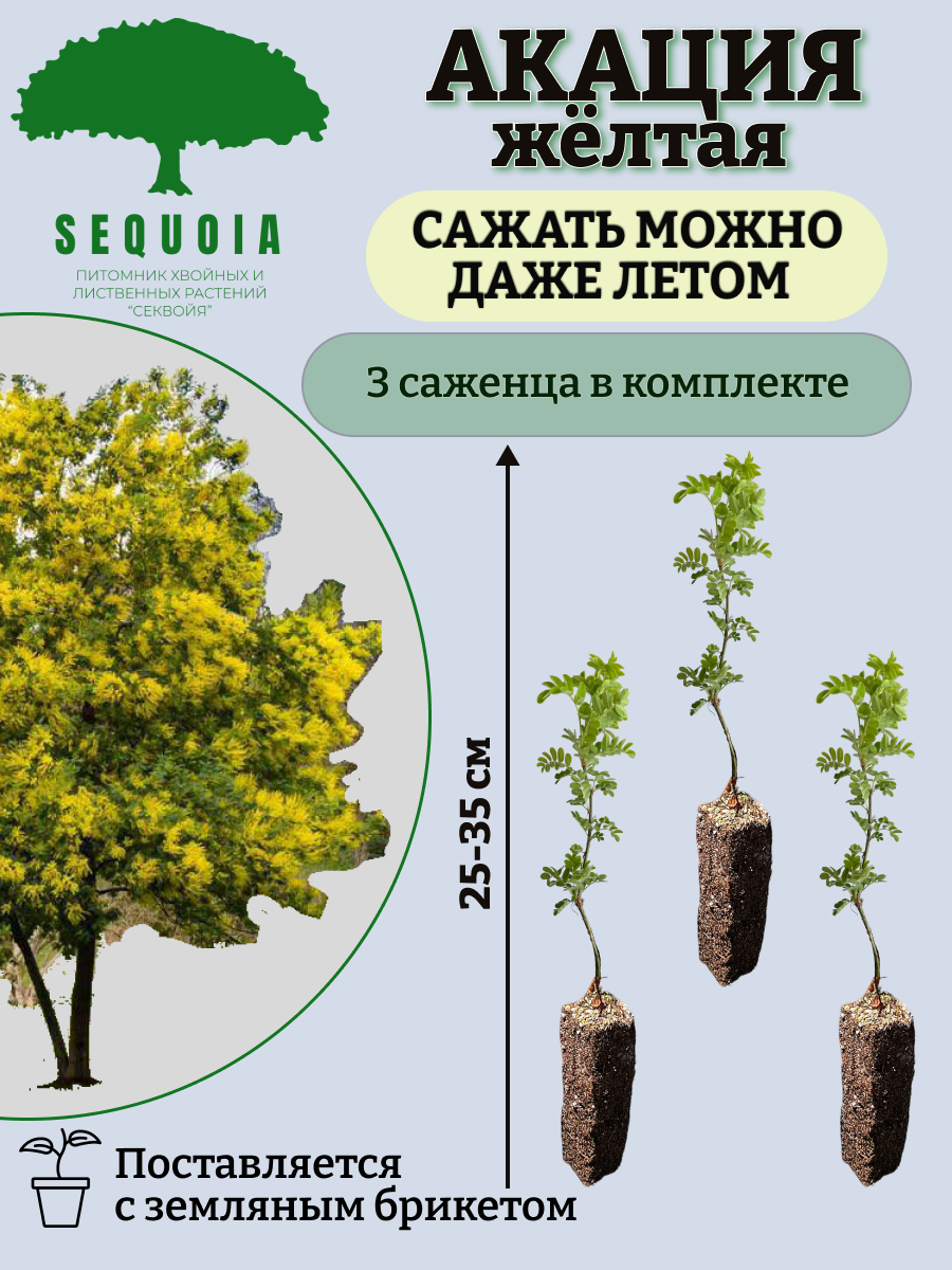 Саженцы Акация желтая Питомник Секвойя АЖ3, 3 штуки