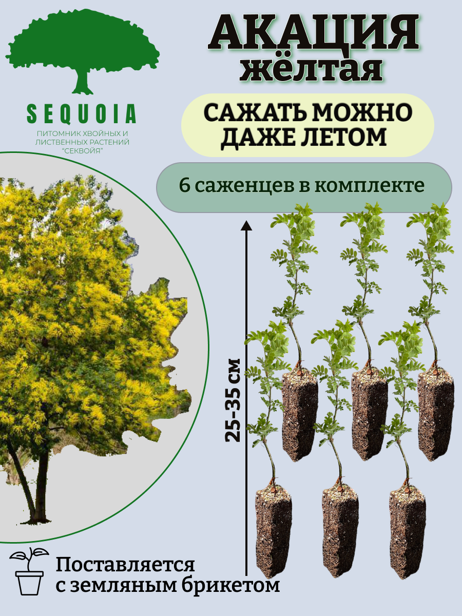 Купили 6 саженцев. Саженцы акации. Акация рассада. Робиния сеянцы. Желто саженец желтой акации.