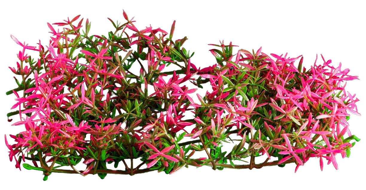 фото Искусственное растение для аквариума migliores в виде коврика 23x12x5 см розовый t527