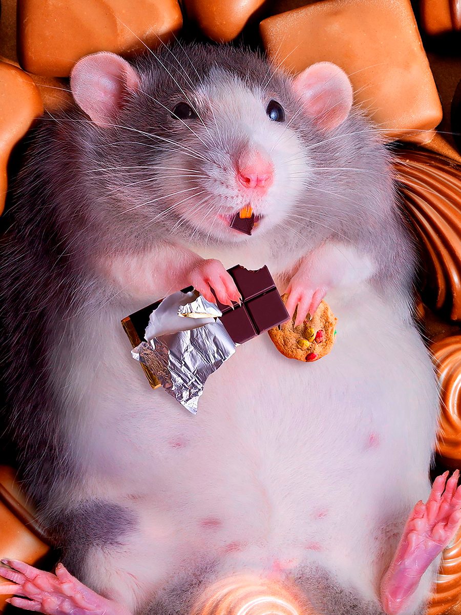Хомяк с кошельком. Хомяк в шоколаде. Конфеты для мышей. Обожравшийся хомяк. Хомяк с конфетами.