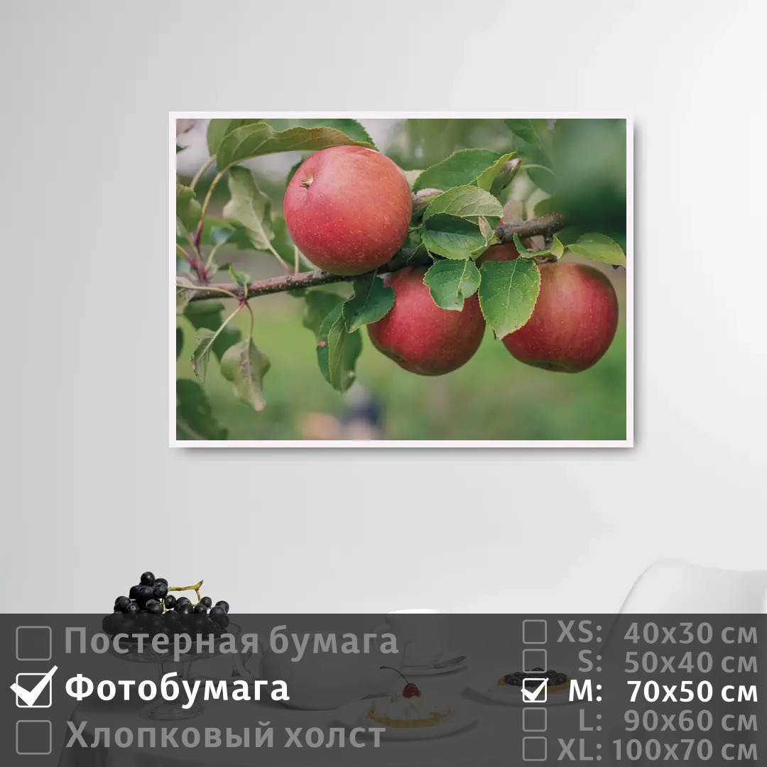 

Постер на фотобумаге ПолиЦентр Красные яблоки на ветке яблони 70х50 см, КрасныеЯблокиНаВеткеЯблони