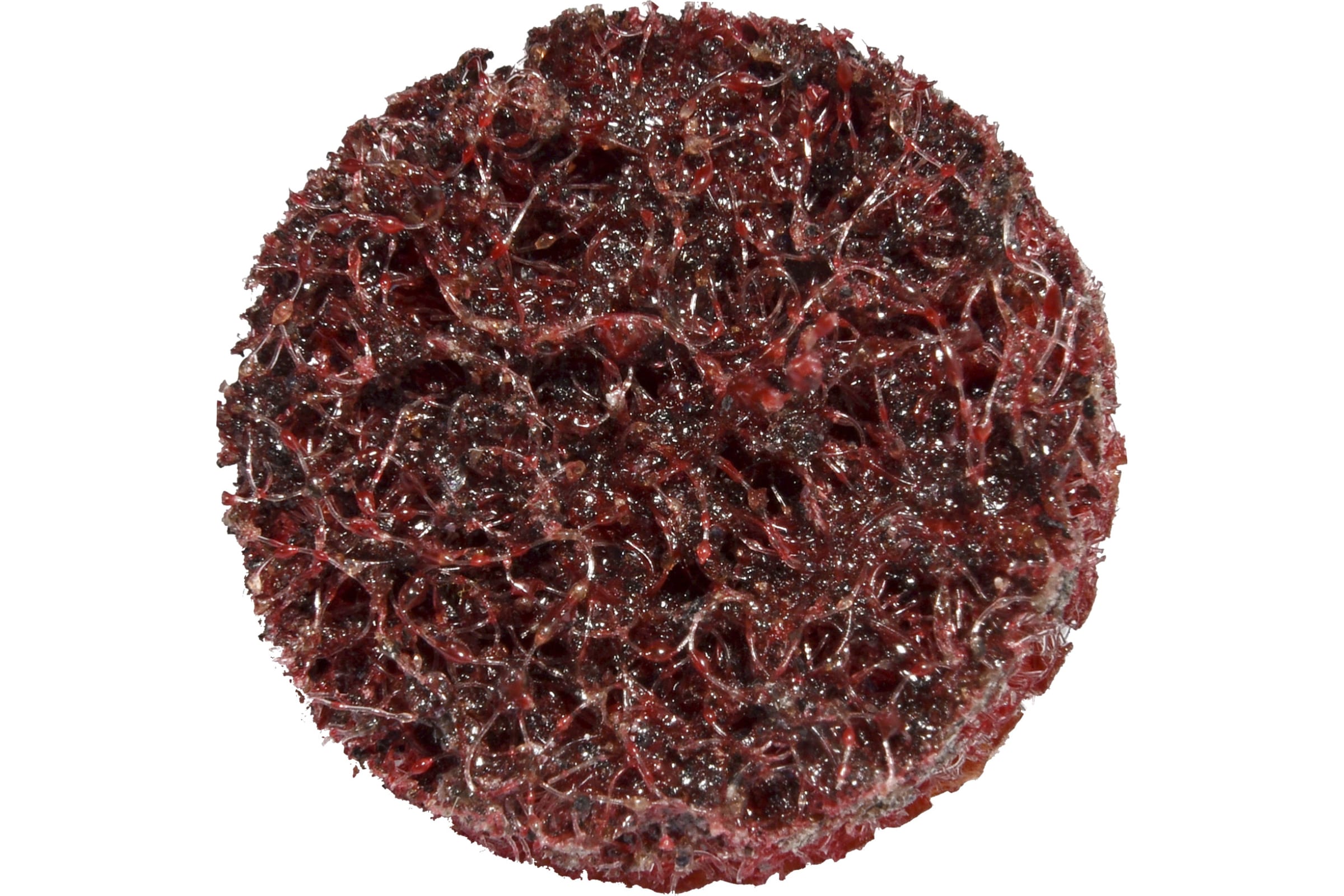 

ABRAFORM Шлифовальный круг DIABLO R-TYPE SCB MEDIUM D20mm RTYPE-SCB-MEDIUM-20