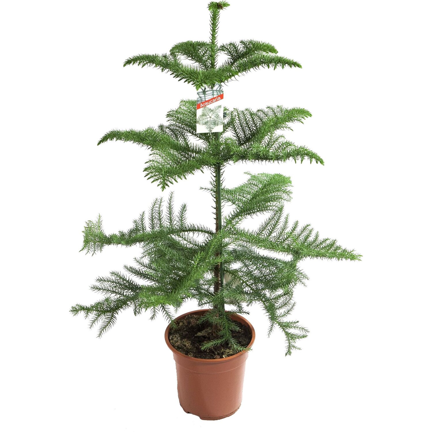 Араукария h50 см d14 см