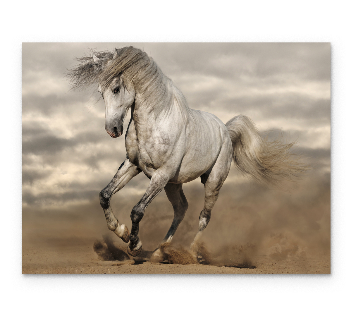 

Картина интерьерная на холсте Poly Print Art Белый конь 60х40 см.