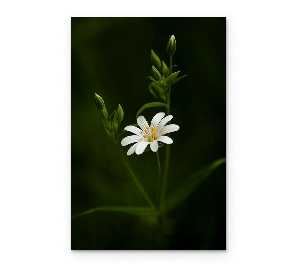 

Картина интерьерная на холсте Poly Print Art Ромашка 70х50 см.