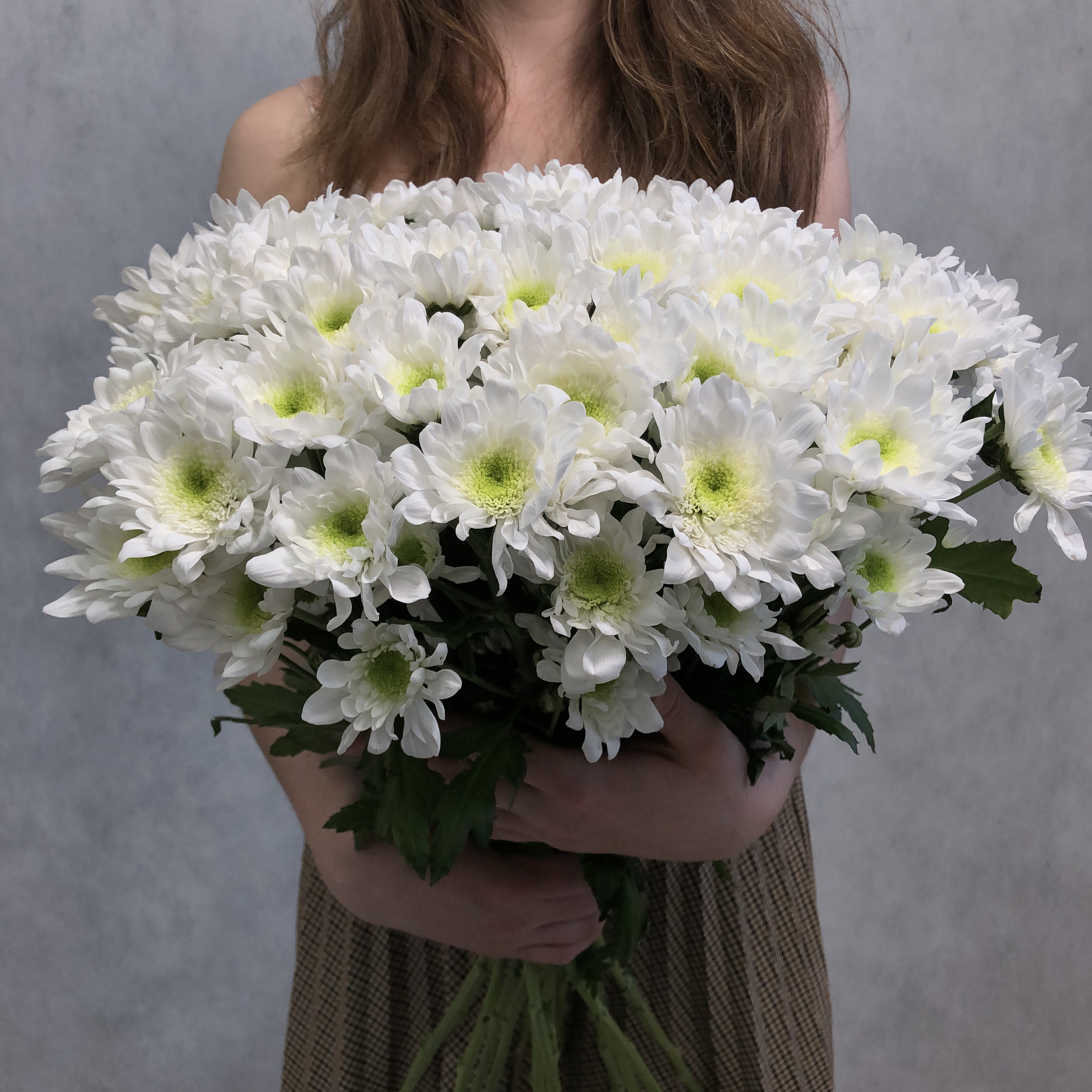 Монобукет из 15 белой хризантемы eifloria кустовой 70 см голландия с атласной лентой