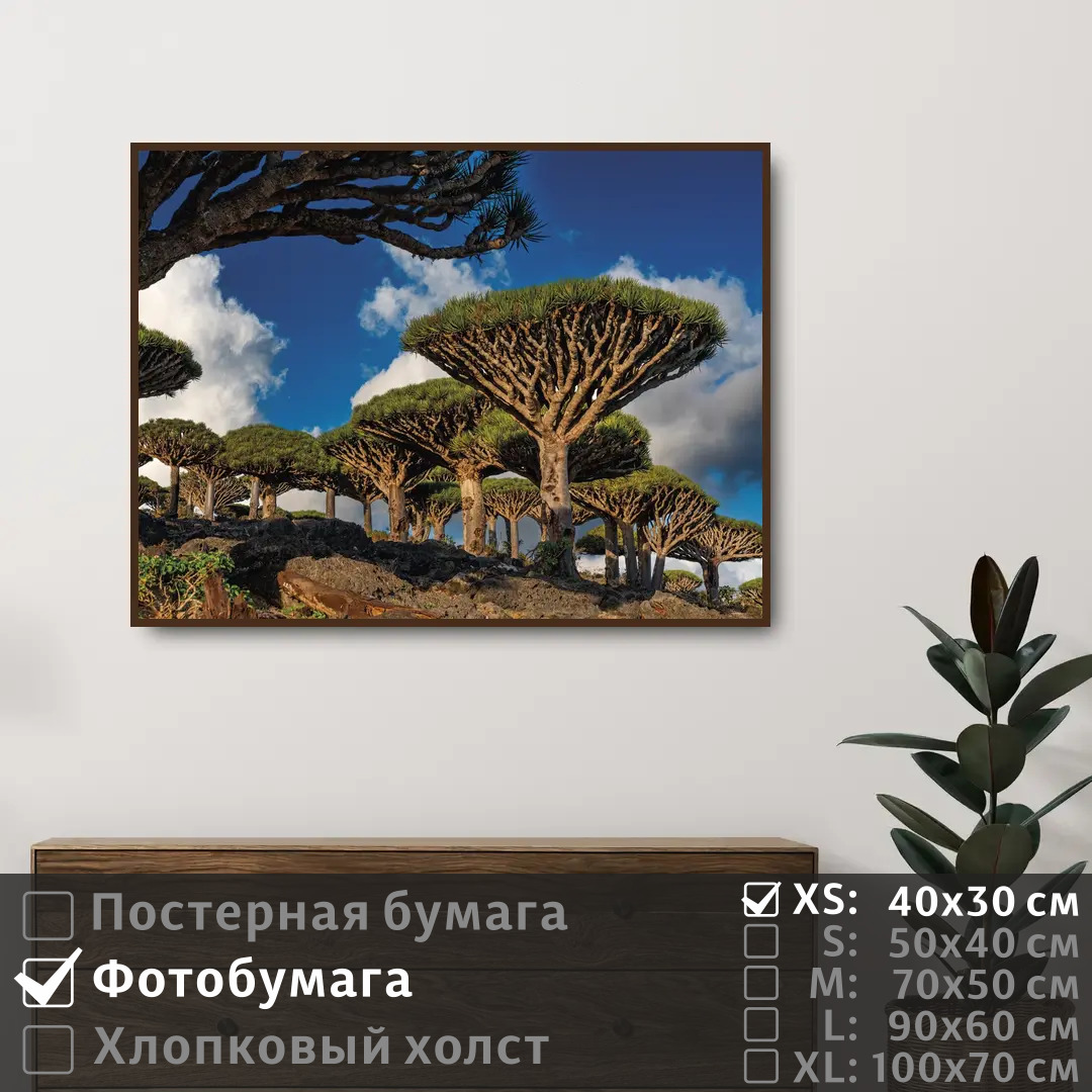

Постер на фотобумаге ПолиЦентр Тропические необычные деревья 40х30 см, ТропическиеНеобычныеДеревья